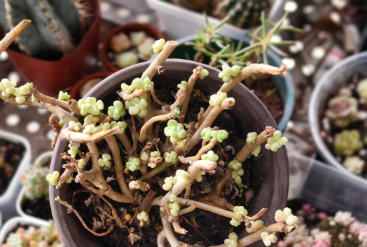 家庭养花用生根粉