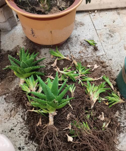 家庭养花用生根粉