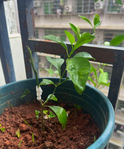 家庭养花用生根粉