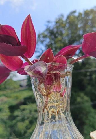 家庭养花用生根粉