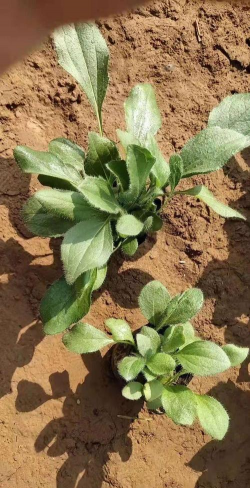 黑心菊小苗是什么样子