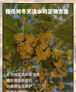 金桂冬季如何浇水