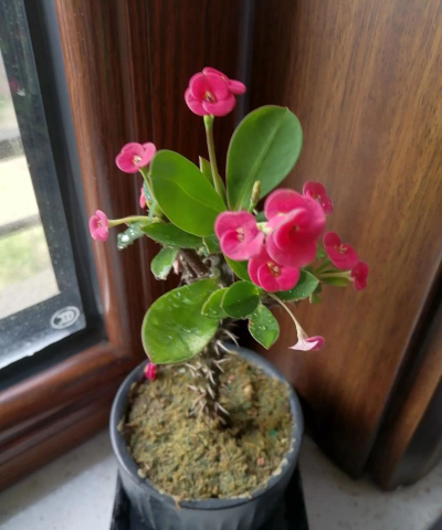 家庭养花用生根粉