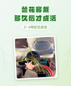 家庭养花用生根粉