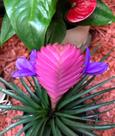 家庭养花用生根粉