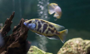 斑马多久繁殖一代