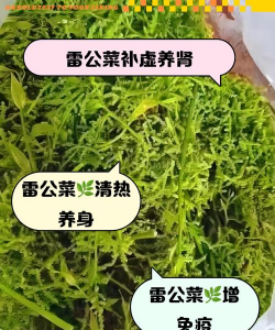 雷公菜有什么药用价值