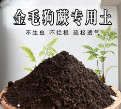 金毛狗蕨用什么泥土