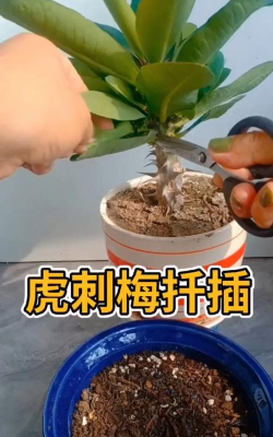 家庭养花用生根粉