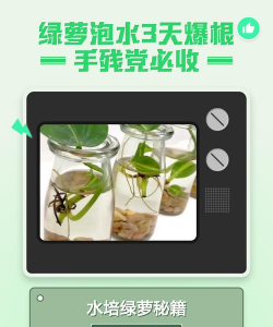 家庭养花用生根粉