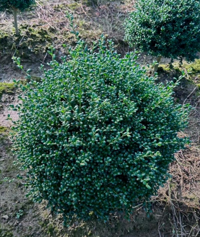 龟甲冬青扦插多久长根