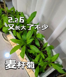 麦秆菊醒花多久