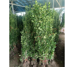 如何减少法国冬青绿篱绿化工程苗木损耗