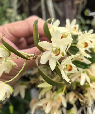 铁皮石斛开花需要种多久