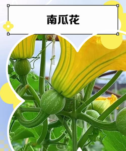 南瓜子养什么花好