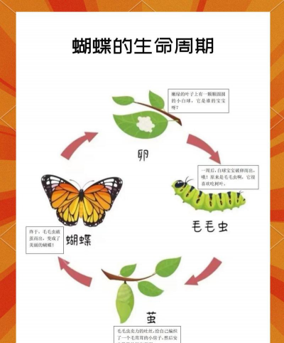 蝴蝶生长都需要什么环境