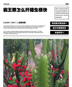 家庭养花用生根粉