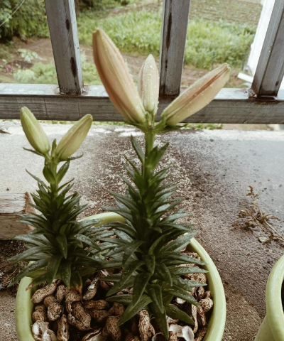 家庭养花用生根粉