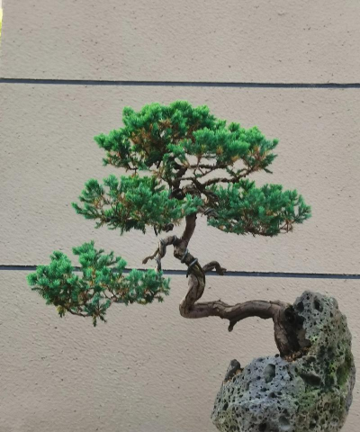 地柏盆景用什么盆好