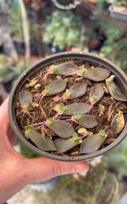 家庭养花用生根粉