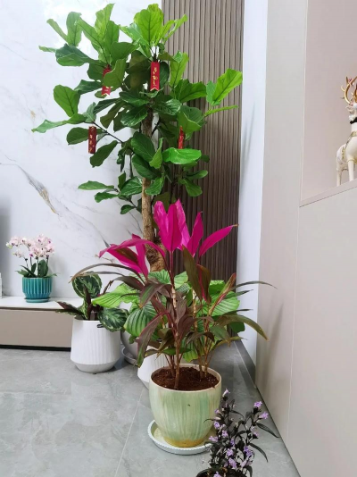 家庭养花用生根粉