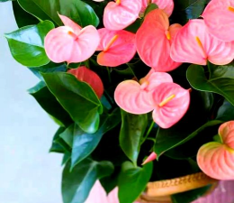 家庭养花用生根粉