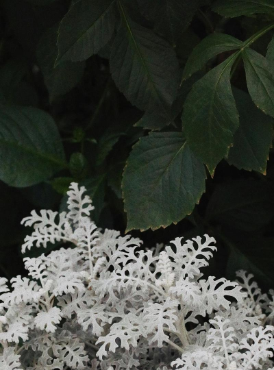 银叶菊秋季有什么病