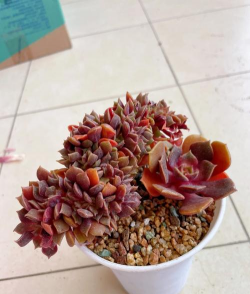 老红衣多肉又叫什么