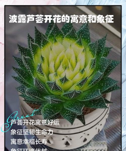 小波露芦荟花语是什么