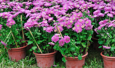 家庭养花用生根粉