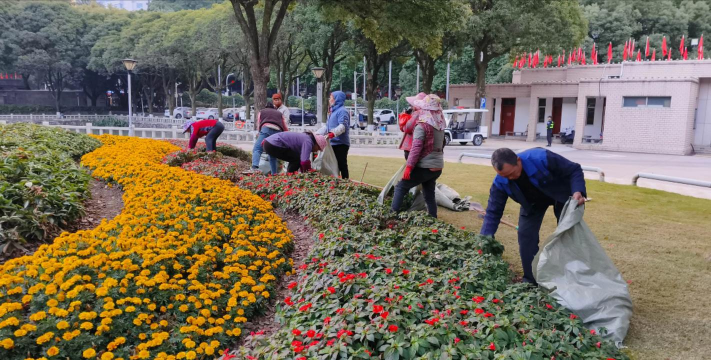 冬天政府部门摆什么花