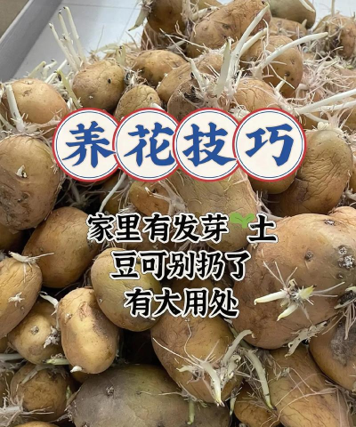 家庭养花用生根粉