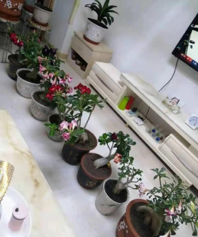 家庭养花用生根粉