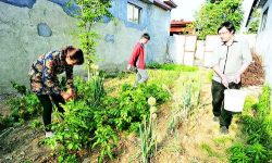 家庭养花用生根粉