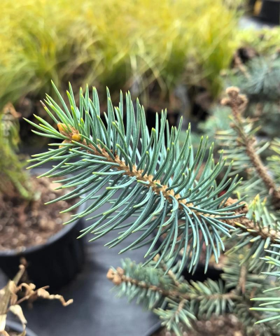 云杉是什么叶子