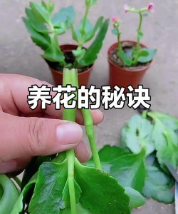 家庭养花用生根粉