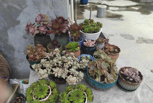 家庭养花用生根粉