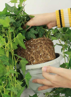 家庭养花用生根粉