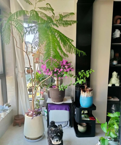 家庭养花用生根粉