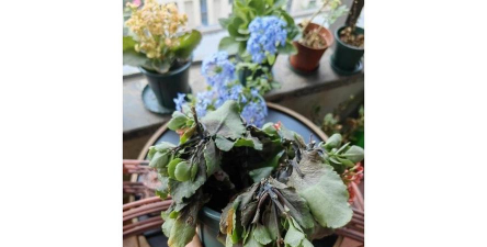 家庭养花用生根粉