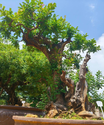 云南什么树适合做盆景