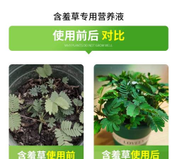 家庭养花用生根粉