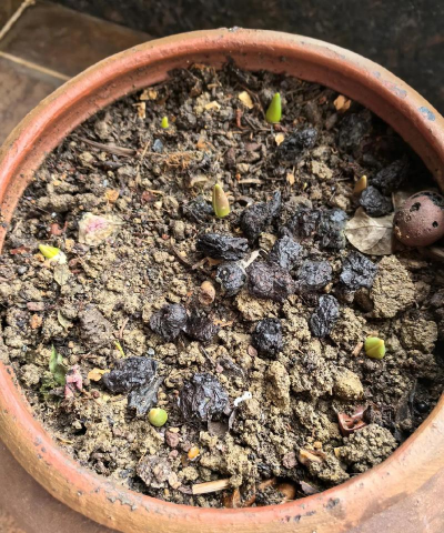 家庭养花用生根粉