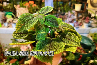 皱叶花长什么样子