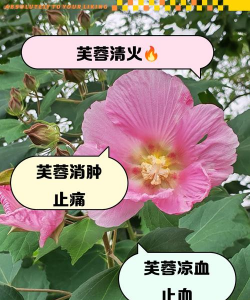 千年花有什么药用