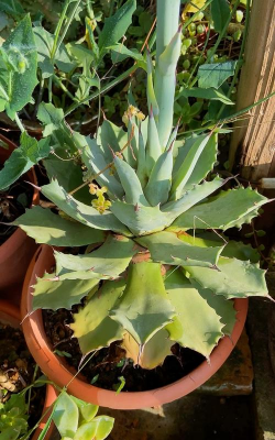 雷神花如何食用