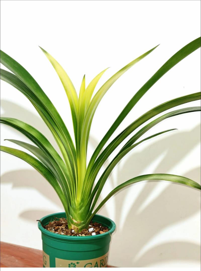 窄叶君子兰多久开花