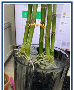 家庭养花用生根粉