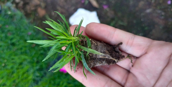 扦插的欧石竹多久能生根