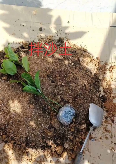 家庭养花用生根粉